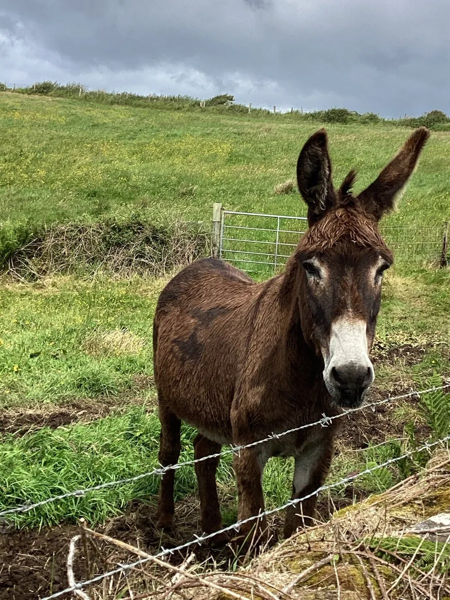 Donkey - Image 1