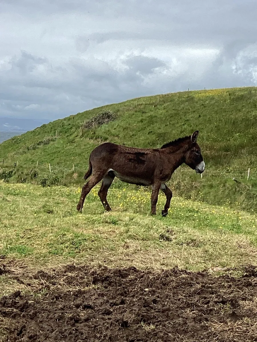Donkey - Image 2