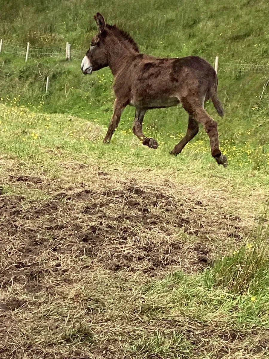 Donkey - Image 3