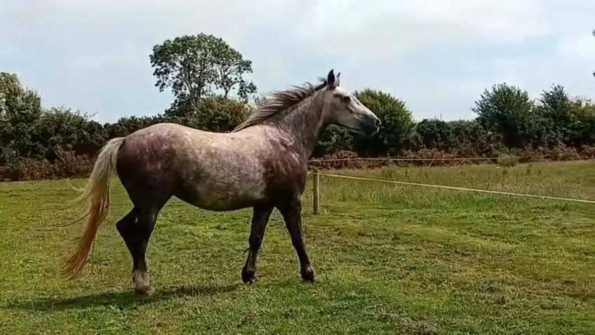 16.3h 4yr Draught filly Unbroken - Image 2