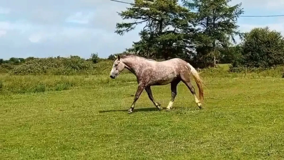 16.3h 4yr Draught filly Unbroken - Image 1