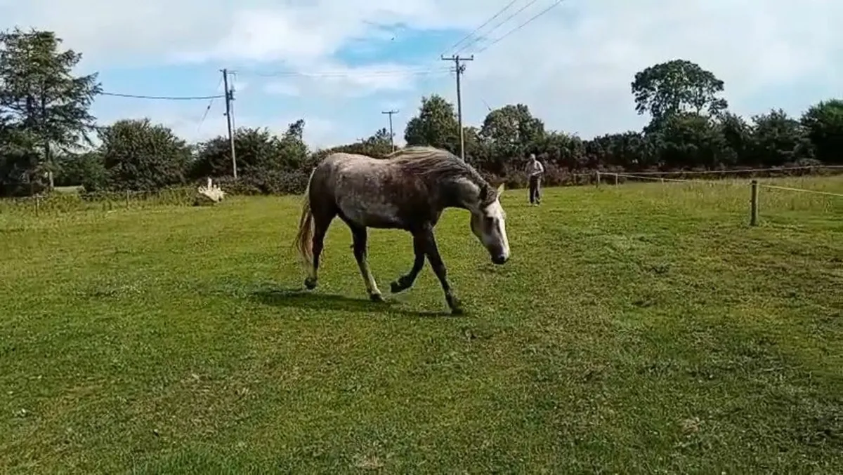 16.3h 4yr Draught filly Unbroken - Image 3