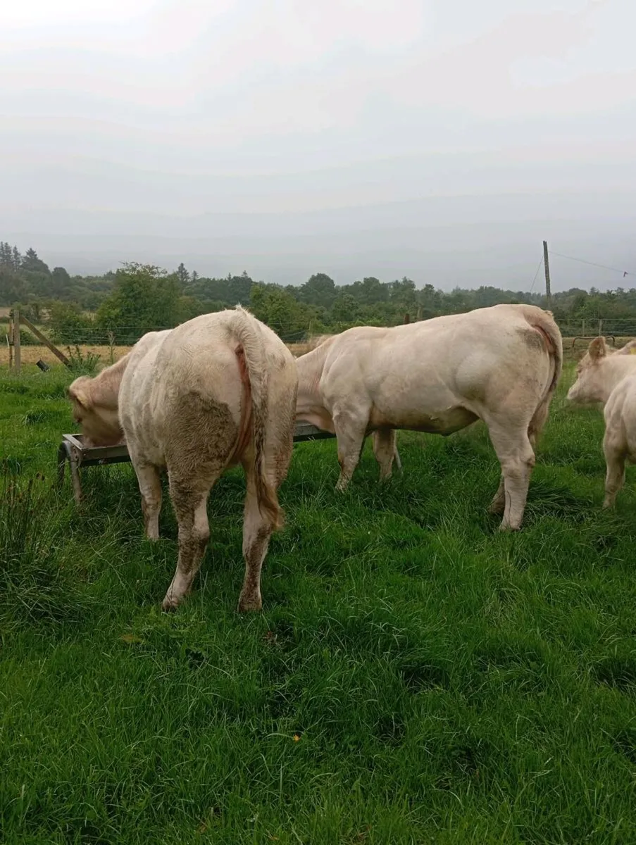Cattle - Image 2