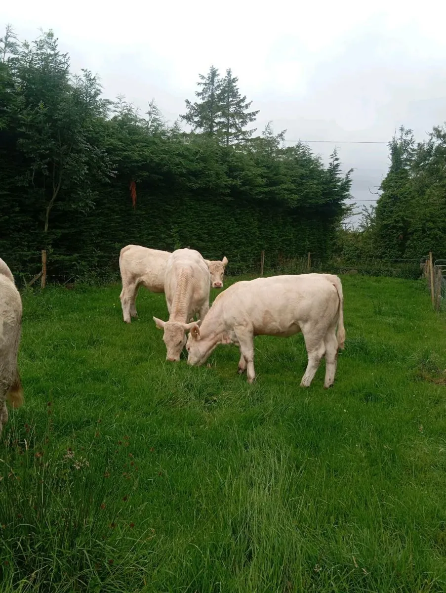 Cattle - Image 3