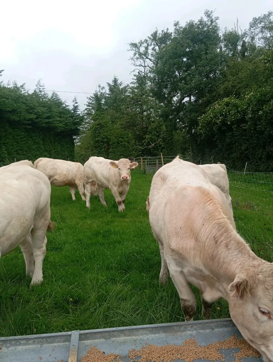 Cattle - Image 4