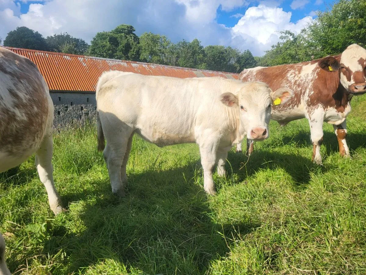 Pedigree ch heifers - Image 1
