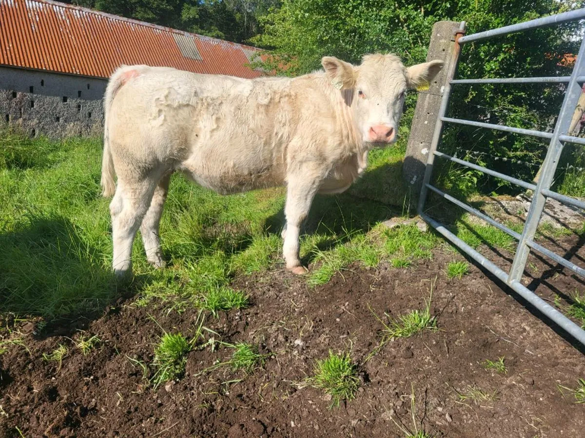 Pedigree ch heifers - Image 2