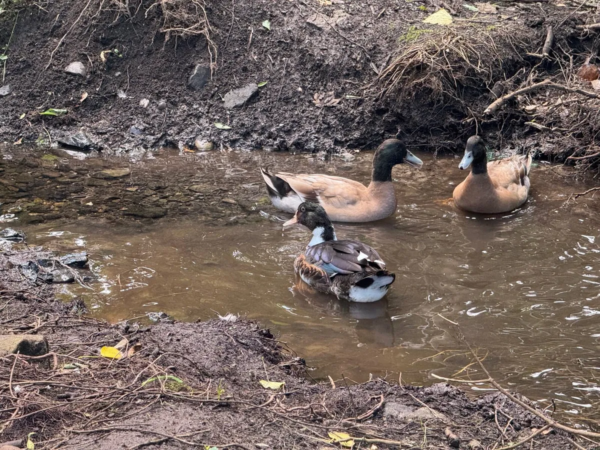 Ducks - Khaki Campbell Drakes - Image 1