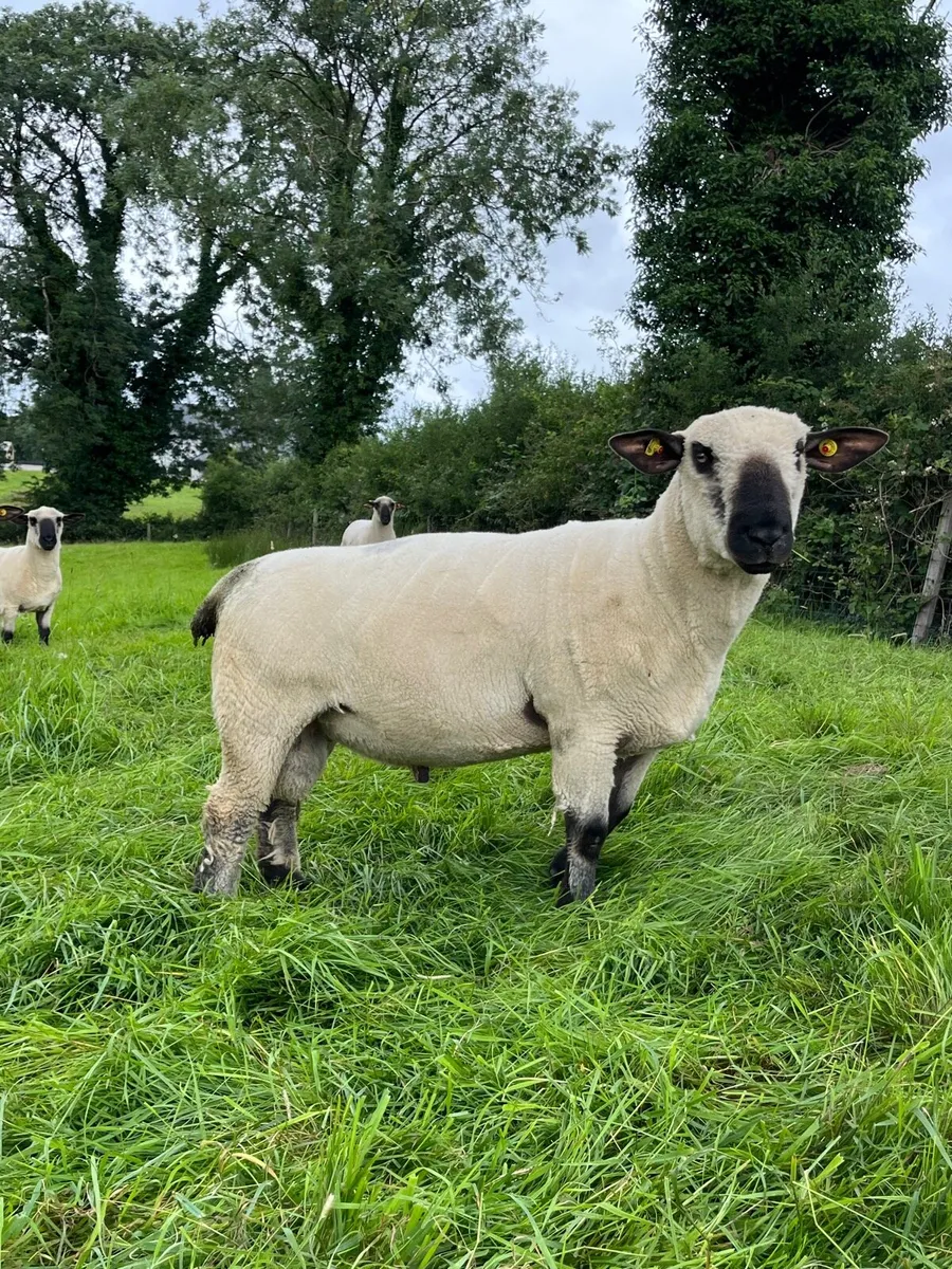 Hampshire Down Hogget Rams - Image 1