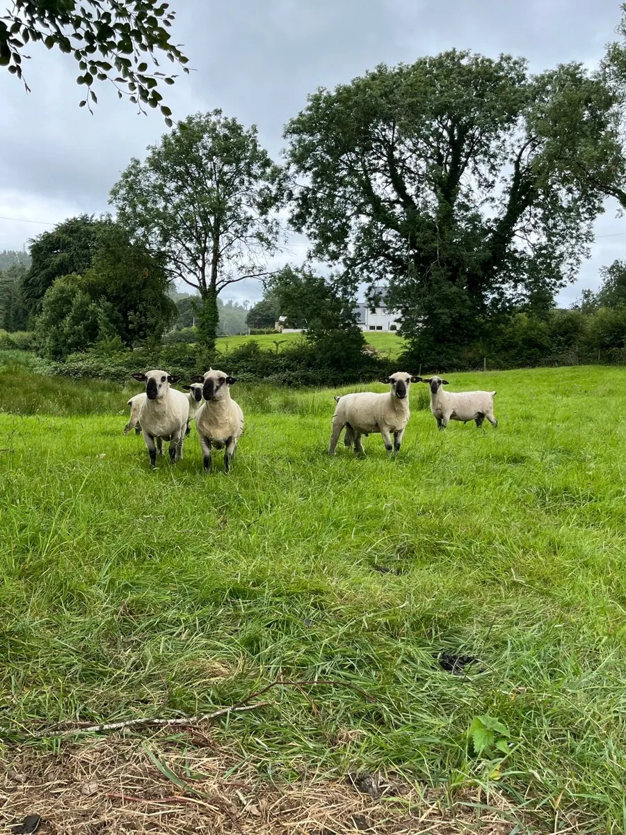 Hampshire Down Hogget Rams - Image 2