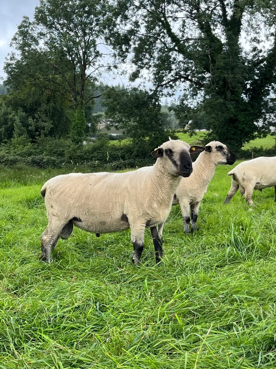 Hampshire Down Hogget Rams - Image 3