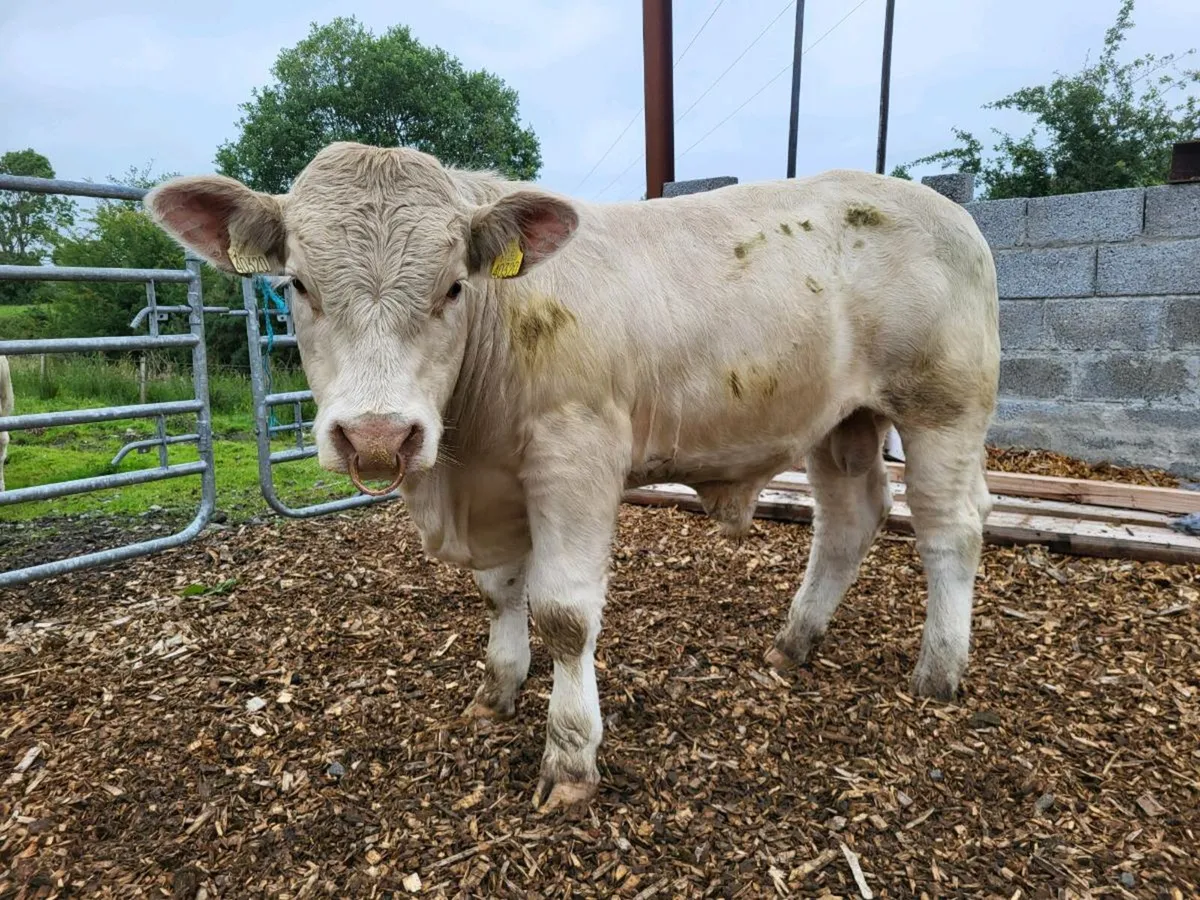 Pedigree ch heifers - Image 3