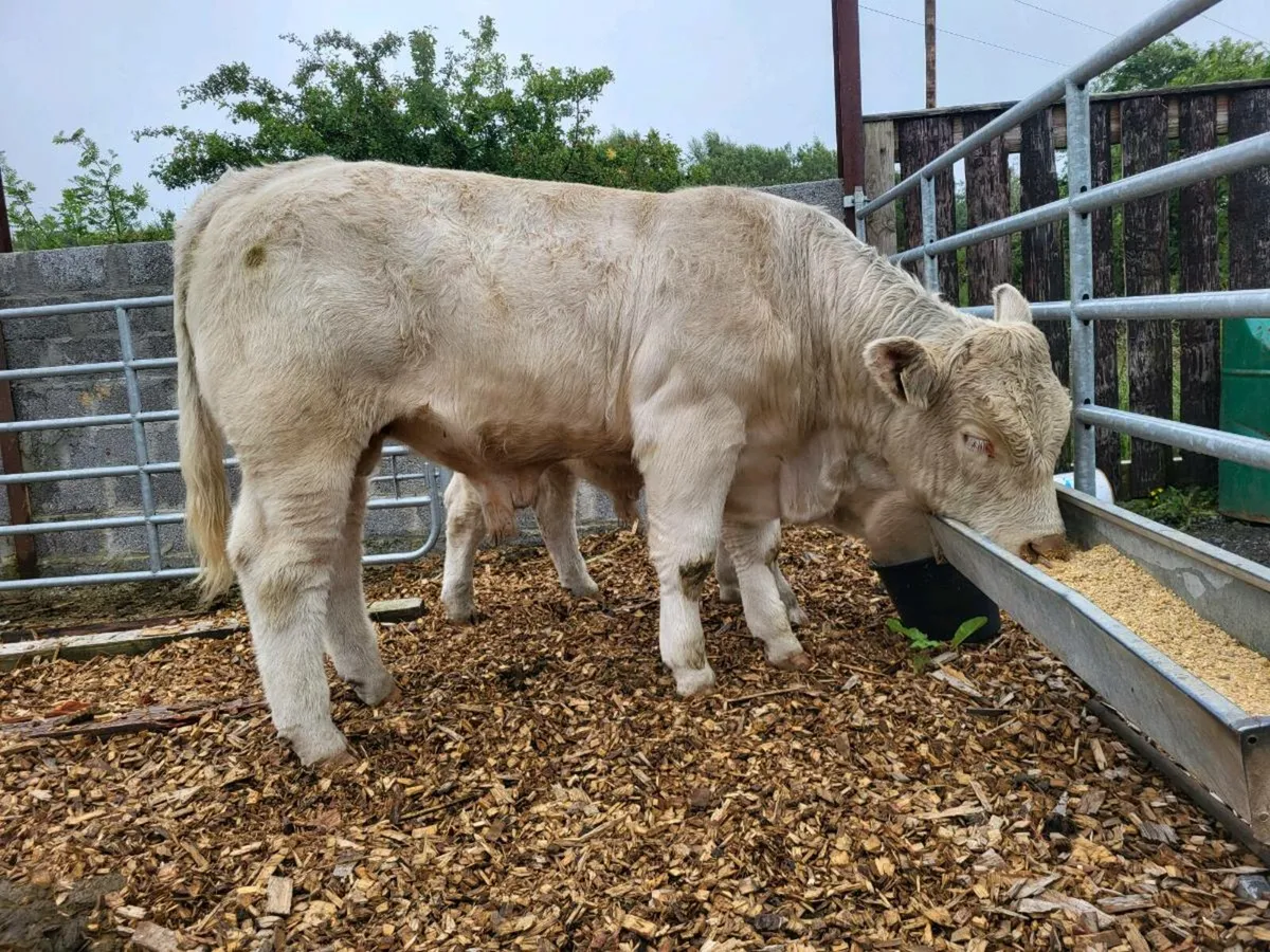 Pedigree ch heifers - Image 4