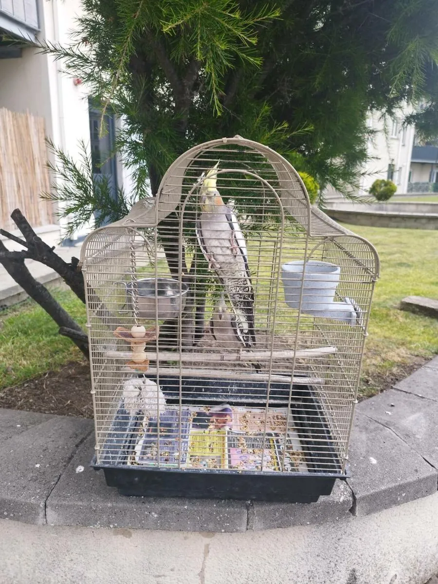 Birds Cocktail - Image 1