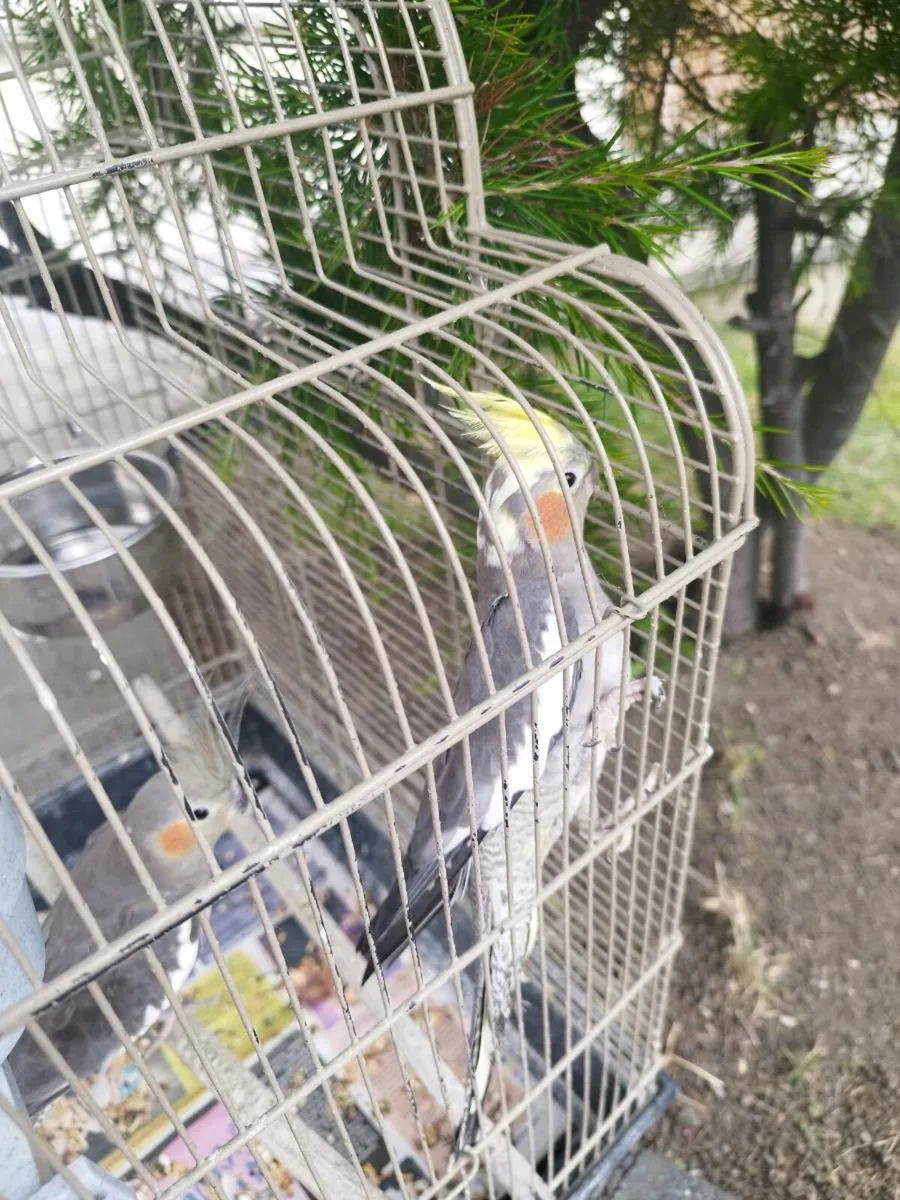 Birds Cocktail - Image 2