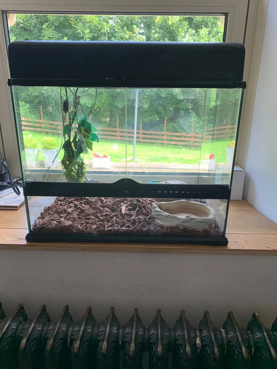 Lizzard terrarium - Image 1