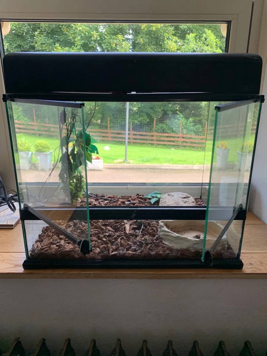 Lizzard terrarium - Image 2