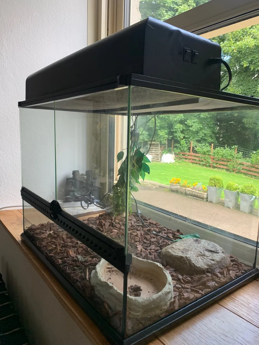 Lizzard terrarium - Image 3