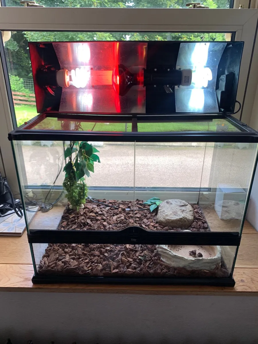 Lizzard terrarium - Image 4