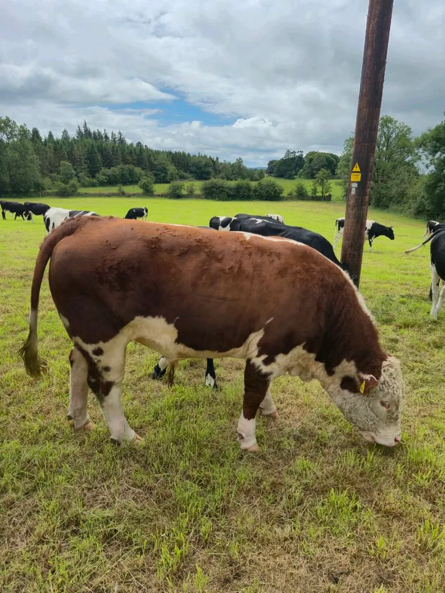 Livestock - Image 1