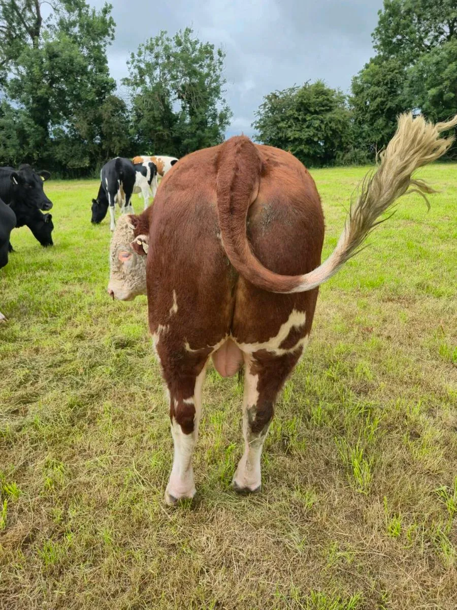 Livestock - Image 2