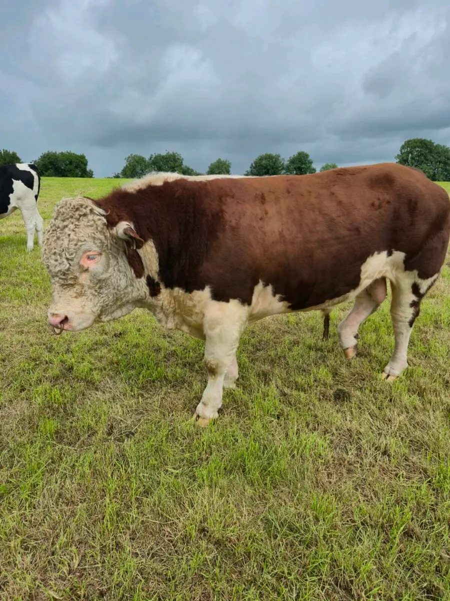 Livestock - Image 3