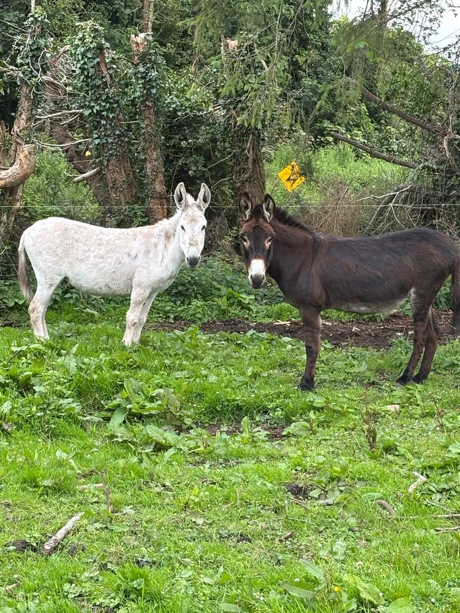 2 Female Donkeys for sale - Image 1