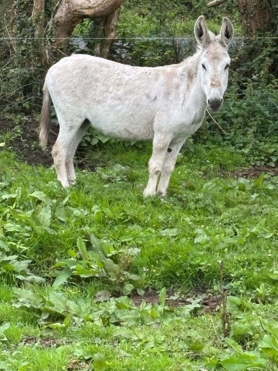 2 Female Donkeys for sale - Image 2