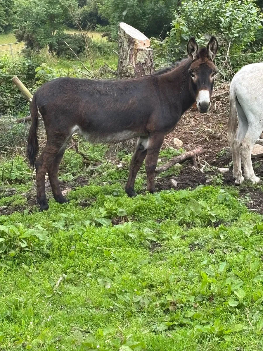 2 Female Donkeys for sale - Image 3