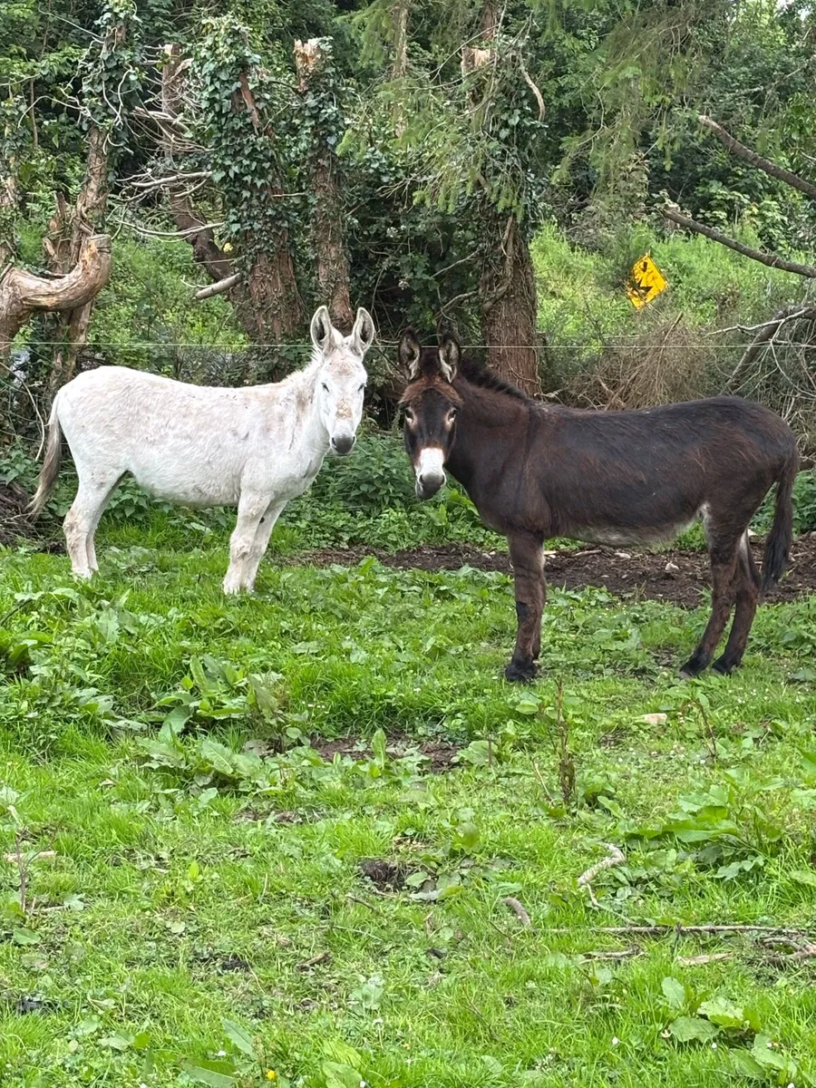 2 Female Donkeys for sale - Image 4