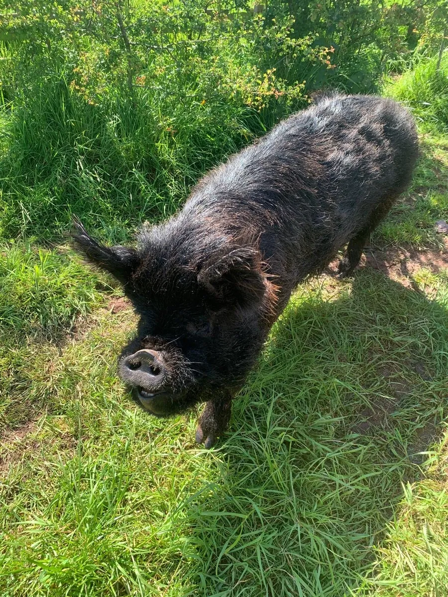 Kune Kune pig for sale - Image 1