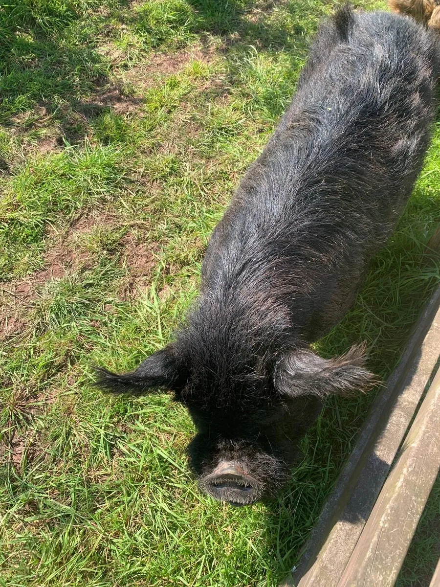 Kune Kune pig for sale - Image 2
