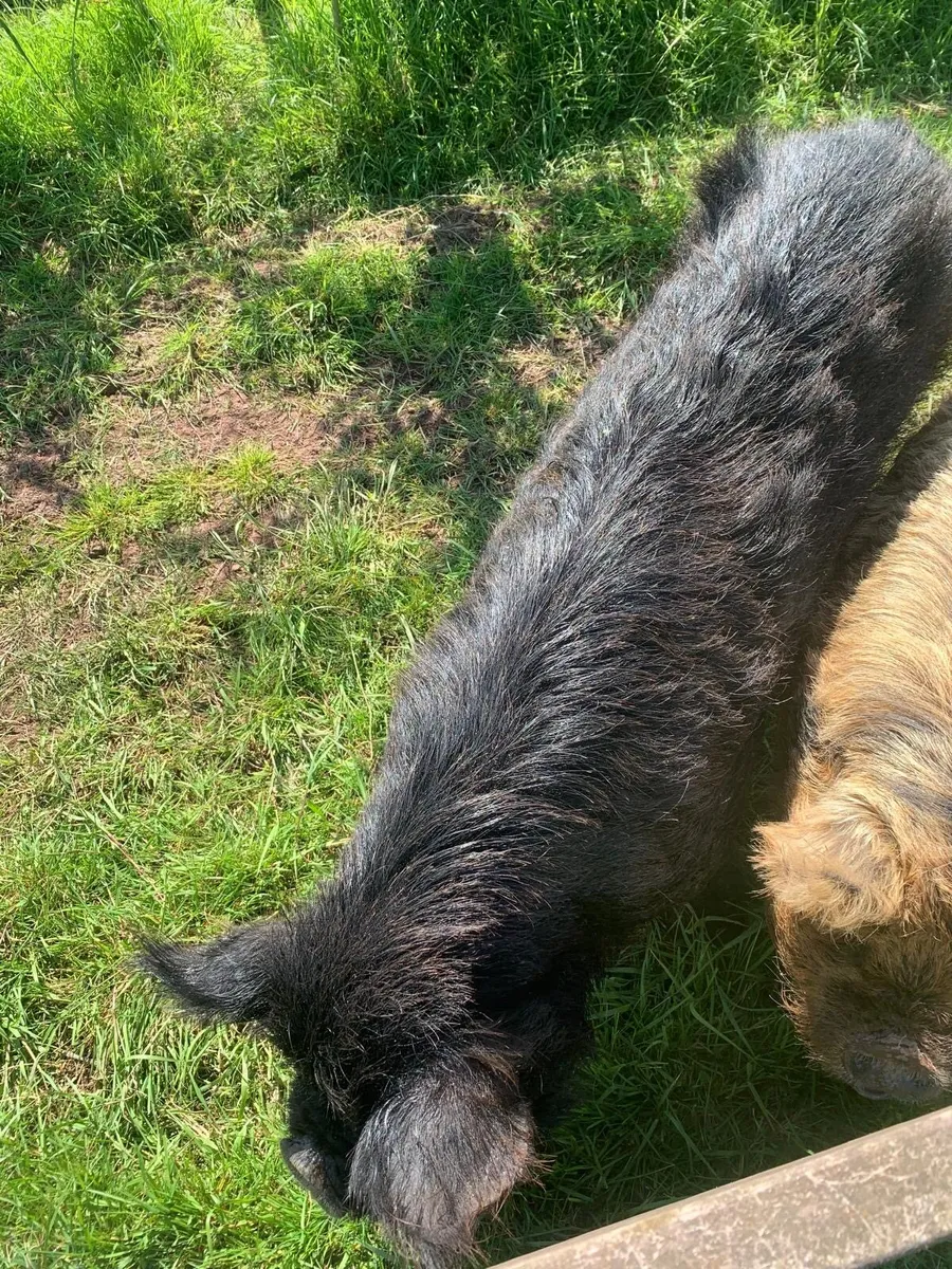 Kune Kune pig for sale - Image 3