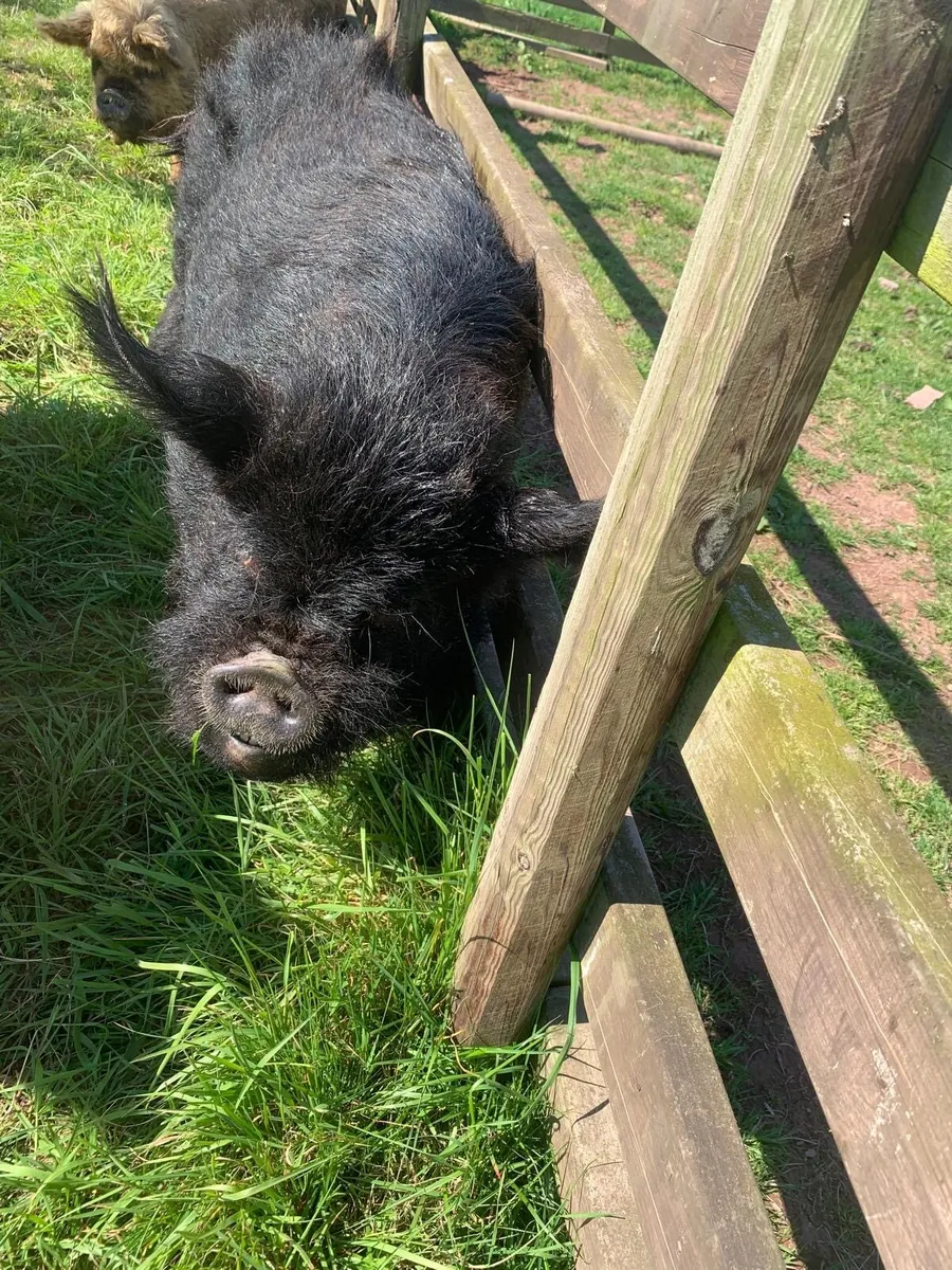 Kune Kune pig for sale - Image 4