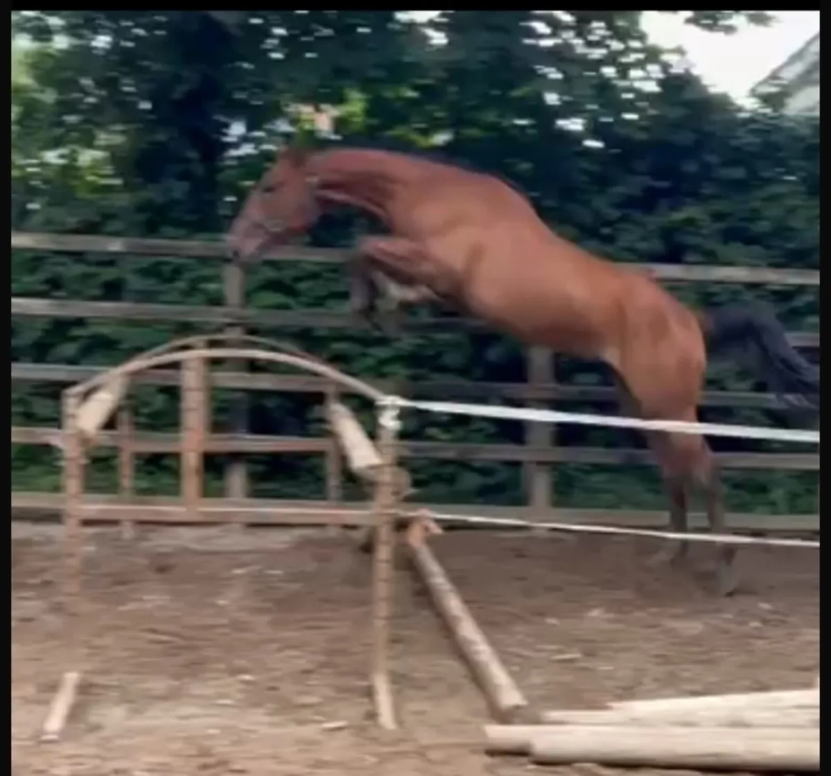 3yo Gelding - Image 2