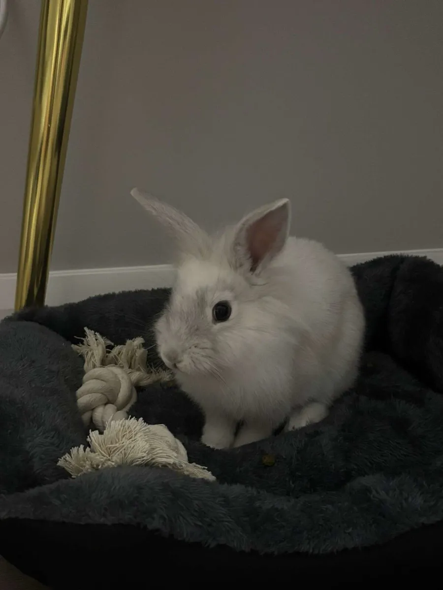 WHITE LION HEAD RABBIT - Image 1