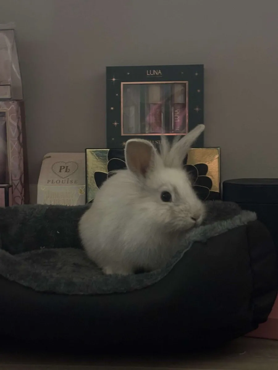 WHITE LION HEAD RABBIT - Image 2