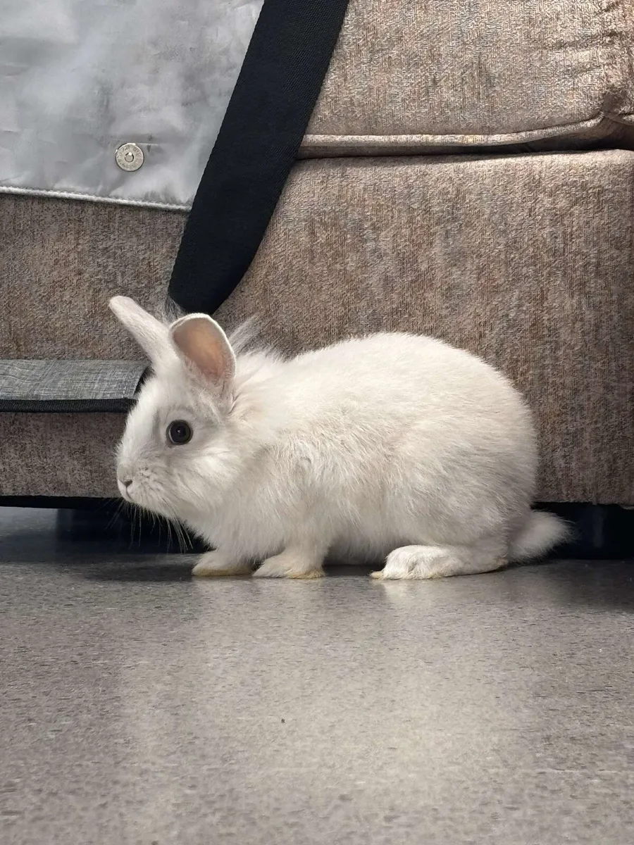 WHITE LION HEAD RABBIT - Image 3