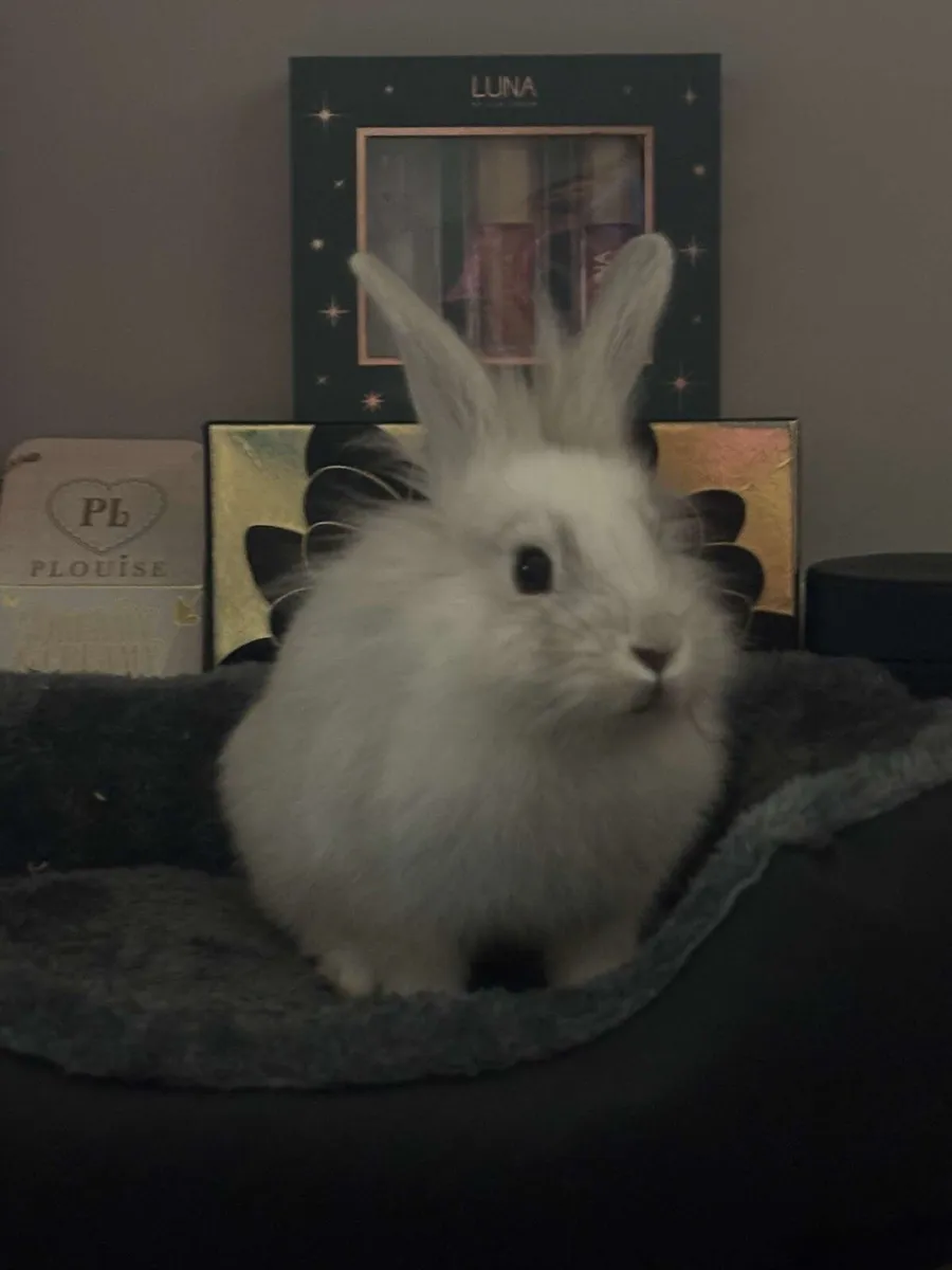 WHITE LION HEAD RABBIT - Image 4