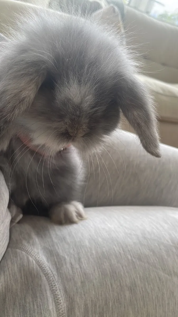 2 Rabbits - Image 2