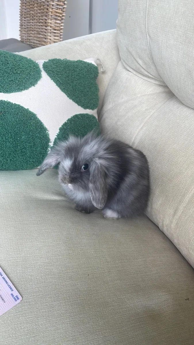 2 Rabbits - Image 3