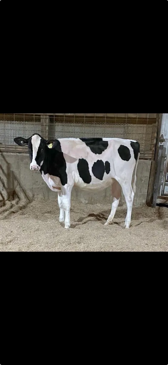 OranBay Holsteins - Image 3