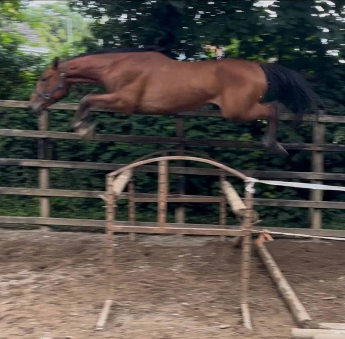 3yo Gelding - Image 3