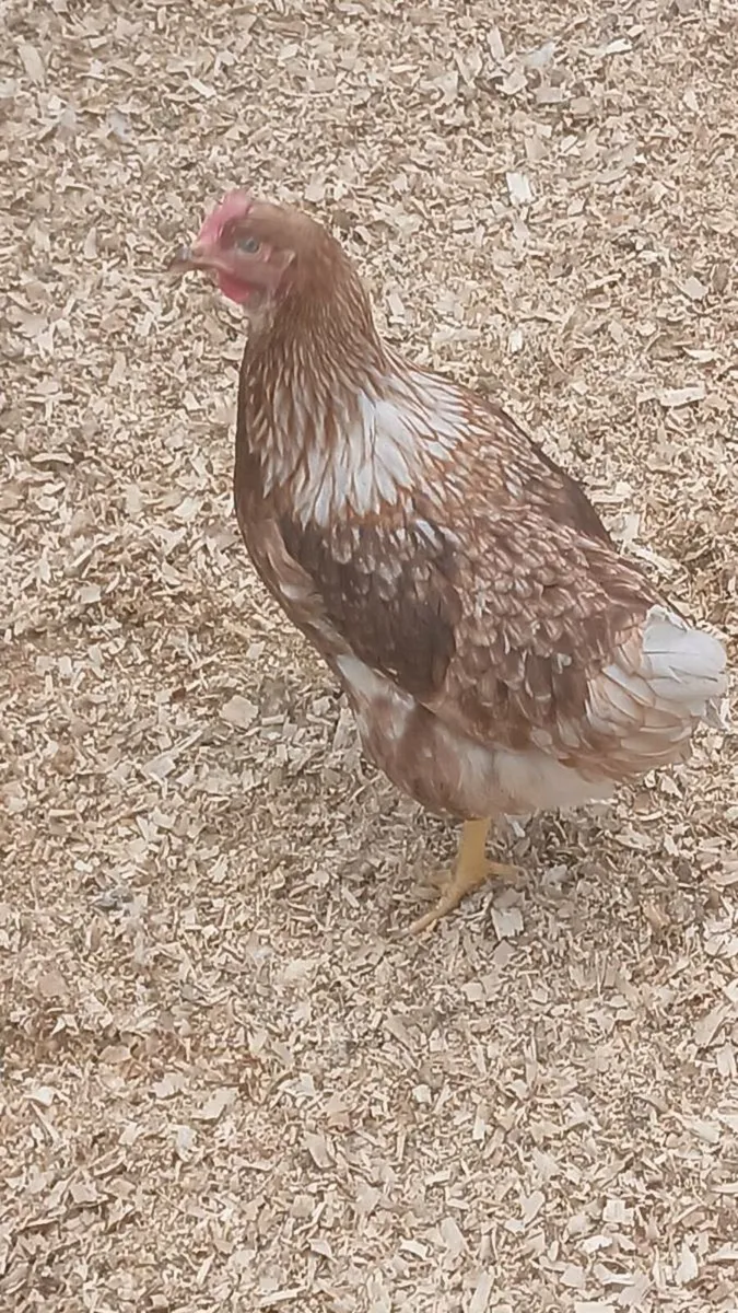 Poultry - Image 1