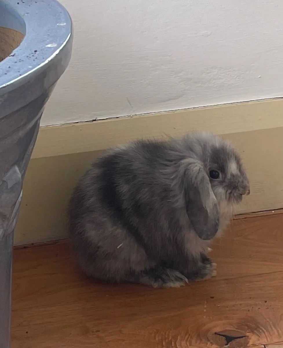 2 Rabbits - Image 4