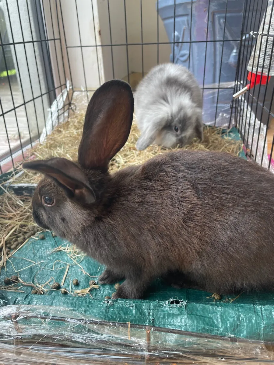 2 Rabbits - Image 1