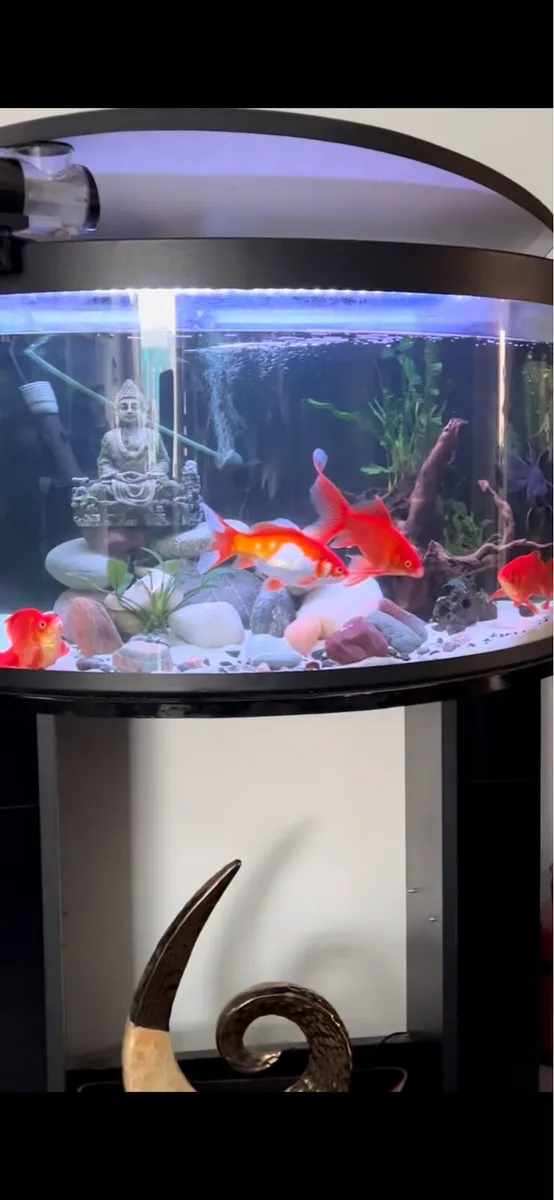 Aquarium - Image 1