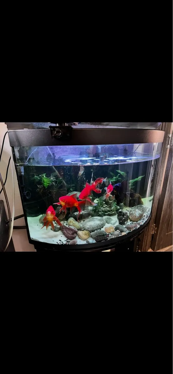 Aquarium - Image 2