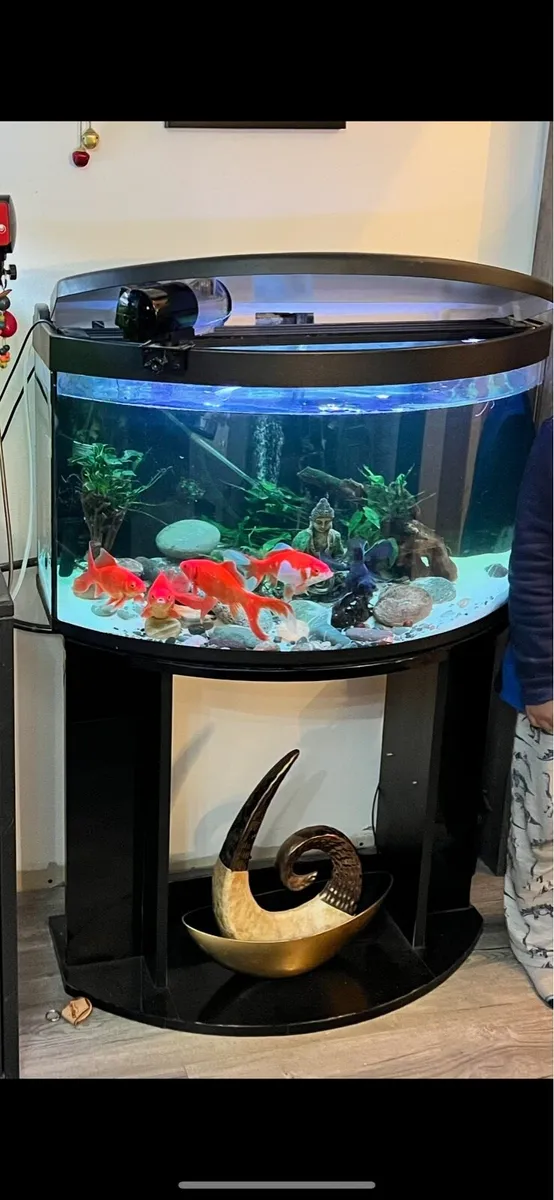 Aquarium - Image 3