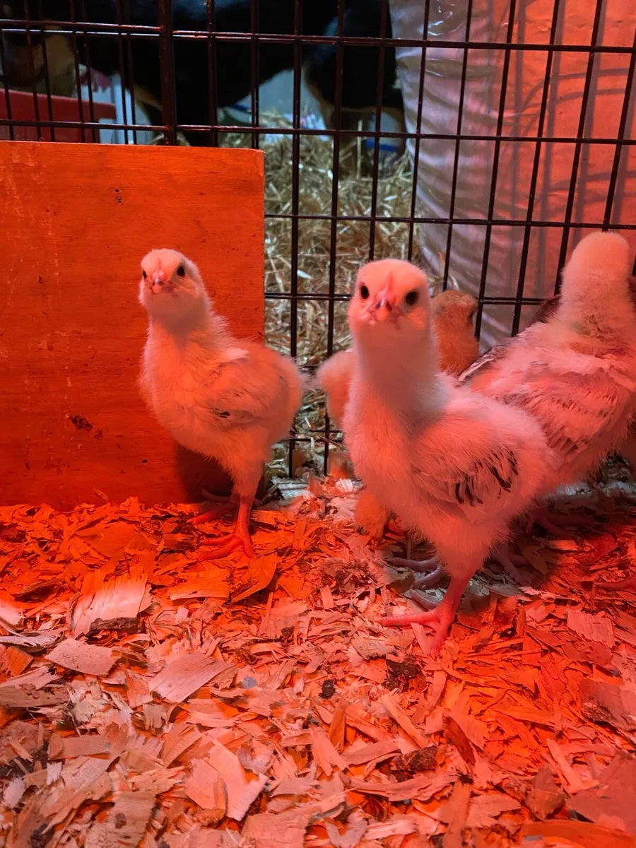 2 week old chicks - Image 1